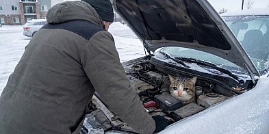 Jak zadbać o psa i kota podczas siarczystych mrozów-120673