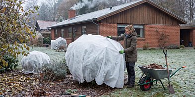 Ogród w objęciach arktycznego wyżu. Jak uchronić rośliny-120676