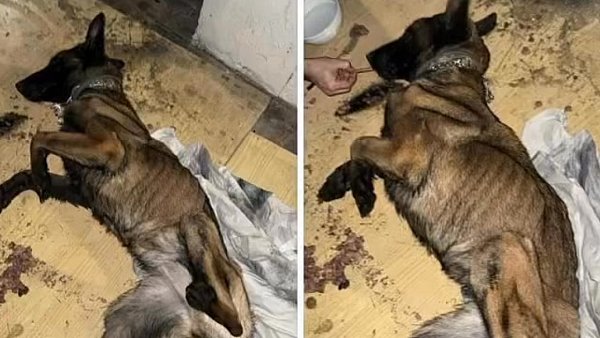 Drastyczne zdjęcia! Konała pod śmietnikiem na kartonie