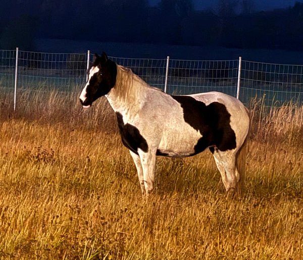 Koń „urwał się” na spacer w okolice autostrady A4-117098
