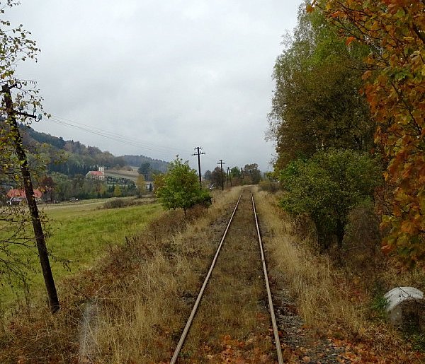 Ruszył przetarg na wycinkę drzew na linii Legnica-Złotoryja -Marciszów-117872
