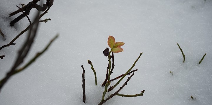 Komunikat lawinowy w Karkonoszach-116672