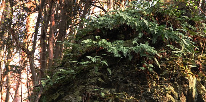 Powstał przewodnik po przyrodzie Dolnego Śląska-120274