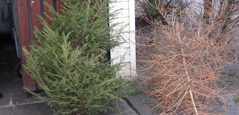 Remondis odbierze choinki w gminie Kunice. Wystaw je przy pojemniku bio