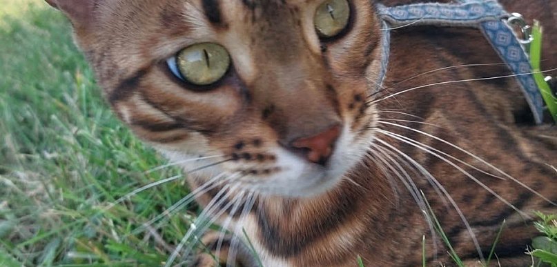 W Koskowicach zaginął kot bengalski. Od świąt trwa dramatyczne poszukiwanie