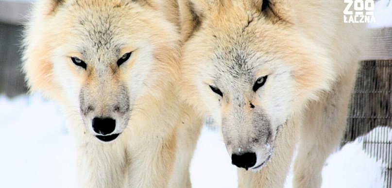 Zobacz największą watahę wilków polarnych w Europie