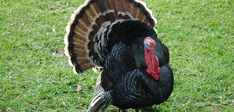 Ognisko grypy ptaków u indyków rzeźnych w gminie Prochowice