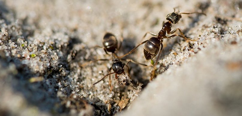 Profesjonalne zwalczanie mrówek. Kiedy warto wezwać specjalistę?