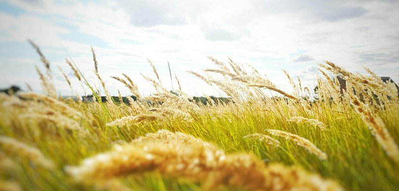 Brunatna plamistość liści w zbożach – jak skutecznie przerwać rozwój