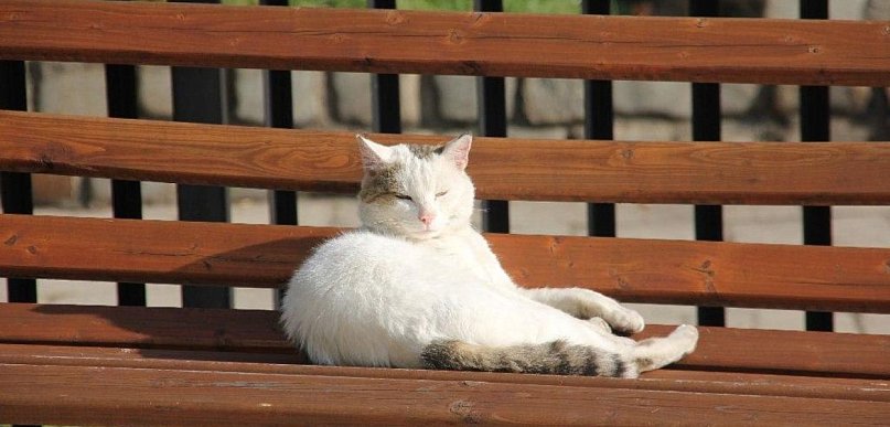 Mieszkańcy gminy Kunice mogą skorzystać z darmowej kastracji zwierząt