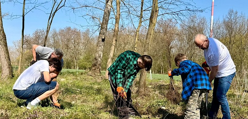 Nowe nasadzenia przy hucie. Dęby i buki zamiast topoli