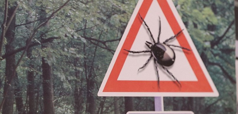 Kleszcze już aktywne. Jak reagować po ukąszeniu? Najważnieszje zasady