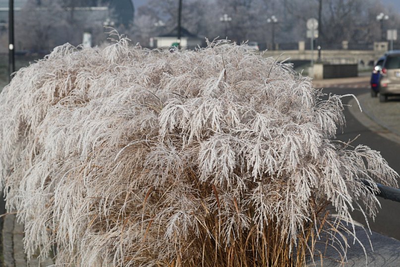 Szadź nad jeziorem i na brzegach Kaczawy