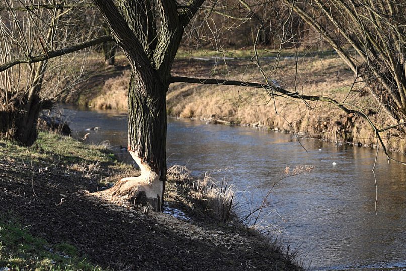 Bobry znów niszczą drzewa nad Kaczawą