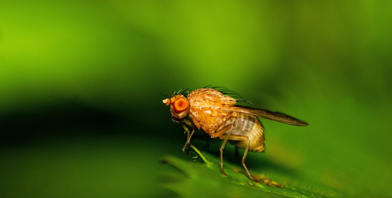 Dlaczego muszki owocówki pojawiają się w domu i jak temu zaradzić?