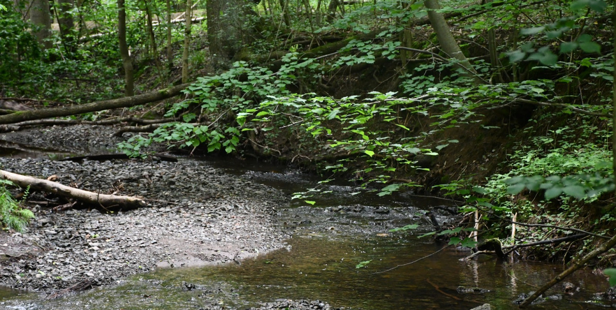 Wąwóz Myśliborski – idealne miejsce na weekendową wycieczkę z rodziną