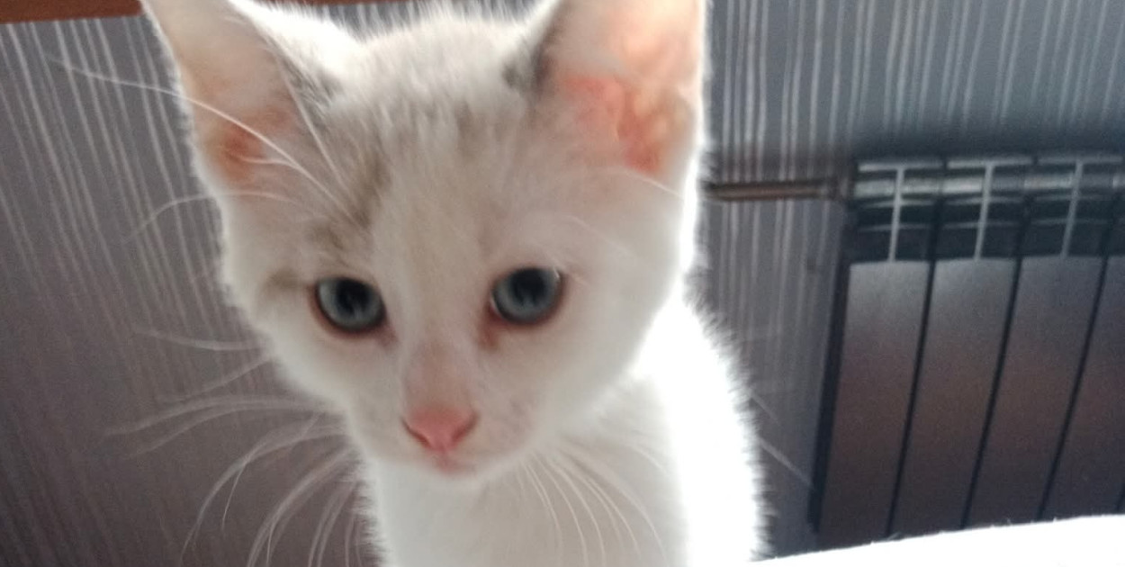 Simba, Nala, Mirabelka i reszta ferajny. Kociaki szukają opiekunów