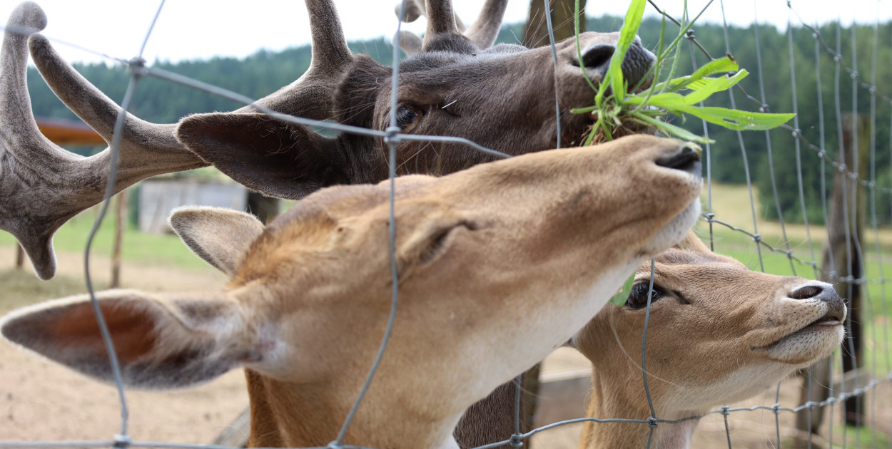 ZOO Łączna – propozycja na weekend blisko Legnicy