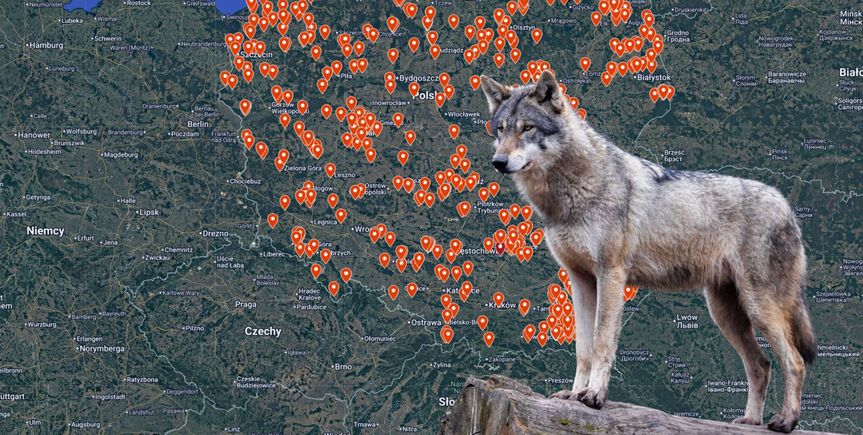 Mapa zdarzeń z wilkami –narzędzie do monitorowania obecności drapieżników