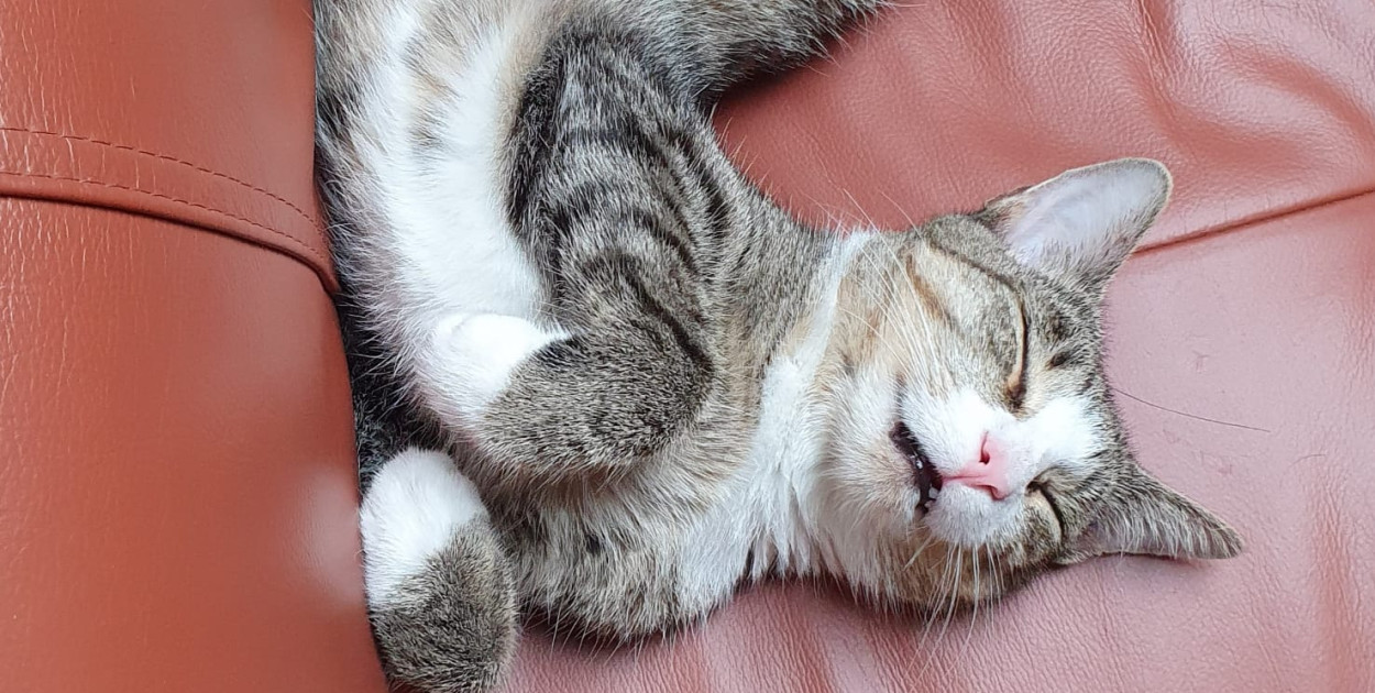 Międzynarodowy Dzień Kota – pokaż swojego mruczka! 