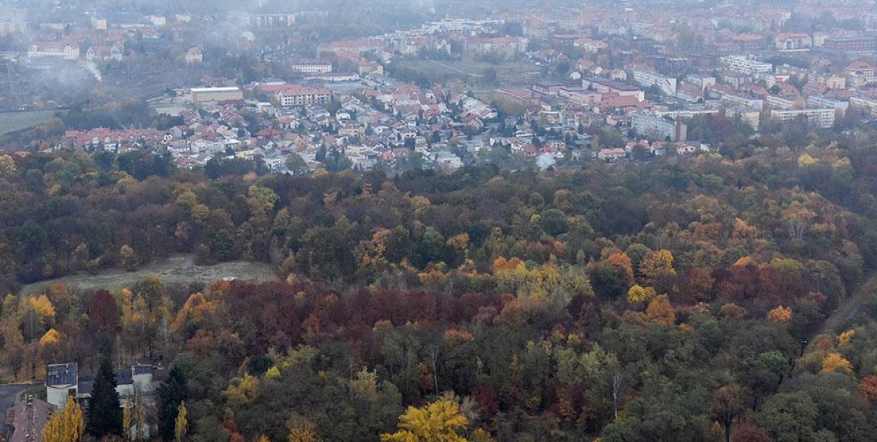 Lasek Złotoryjski (Piotr Florek lca.pl)