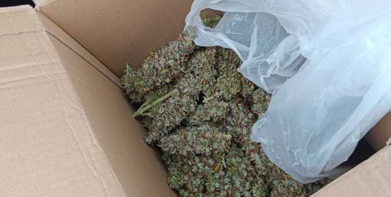 Marihuana (źródło: Policja dolnośląska)