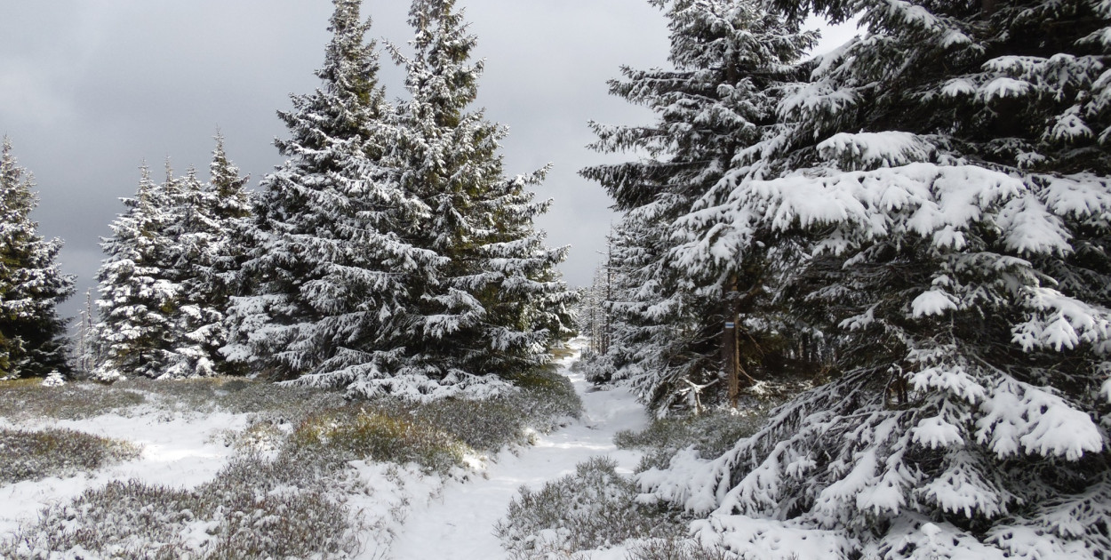 Pierwszy śnieg w Karkonoszach (źródło: Fb. Karkonoski Park Narodowy)