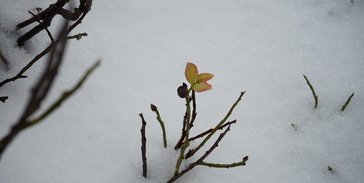 Komunikat lawinowy w Karkonoszach (źródło: Fb. Karkonoski Park Narodowy)