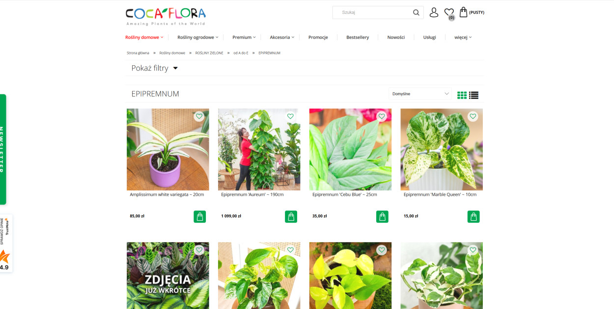 Jak prowadzić epipremnum na podporach i półkach?