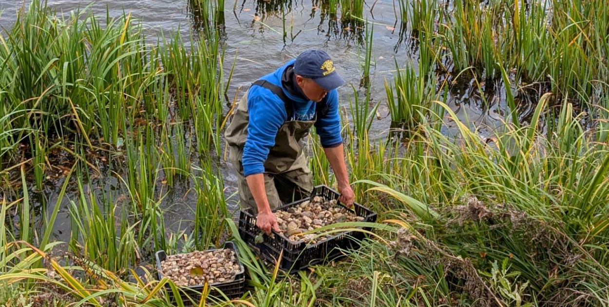 Zakończono nasadzenia na Kozim Stawie (źródło: Fb. Jacek Baszczyk)