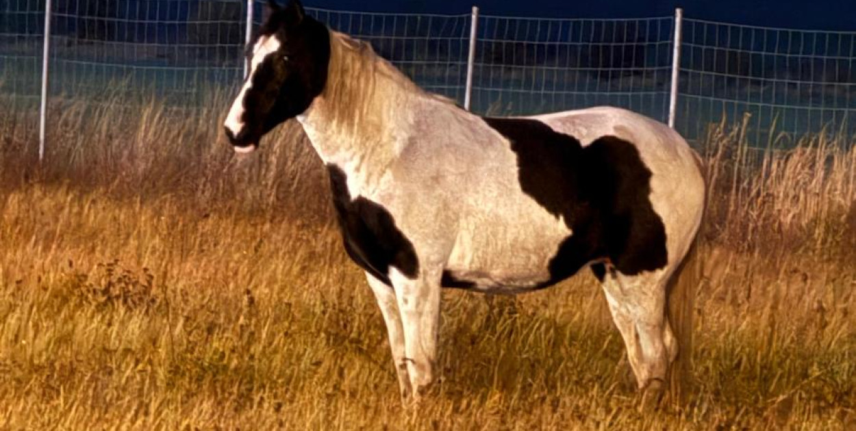 Koń „urwał się” na spacer (źródło: KMP Legnica) 