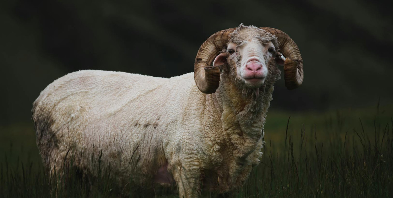  Źródło: pexels.com Licencja: https://www.pexels.com/photo-license/