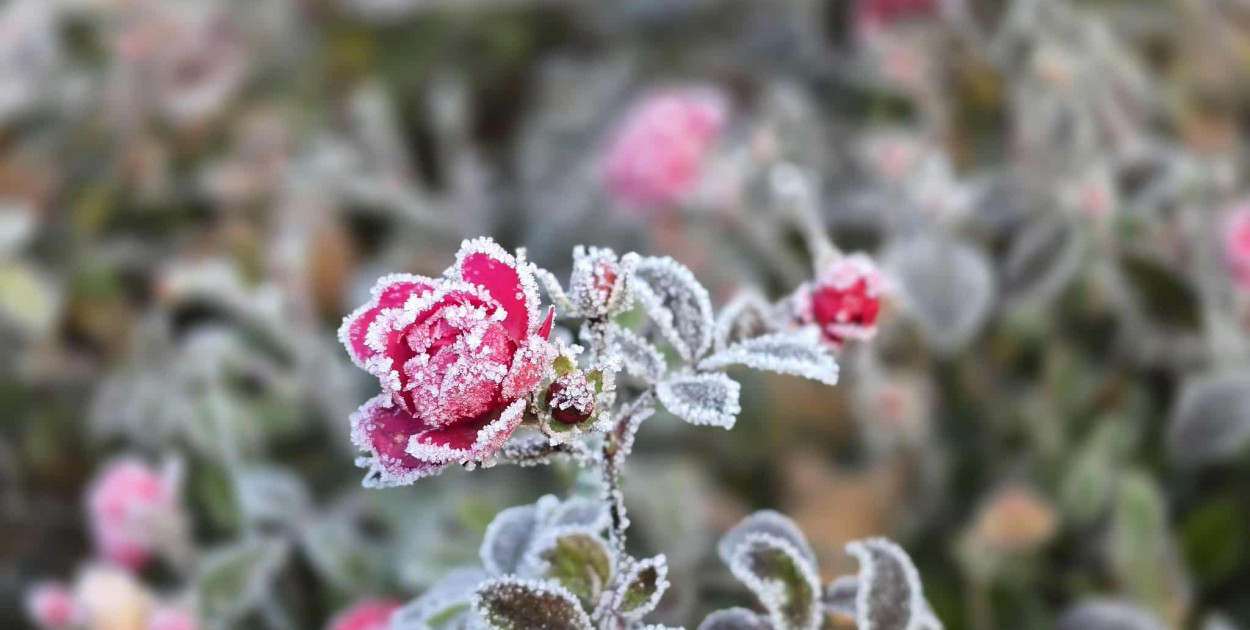 Pierwsze oznaki zimy w Legnicy (Piotr Florek lca.pl)