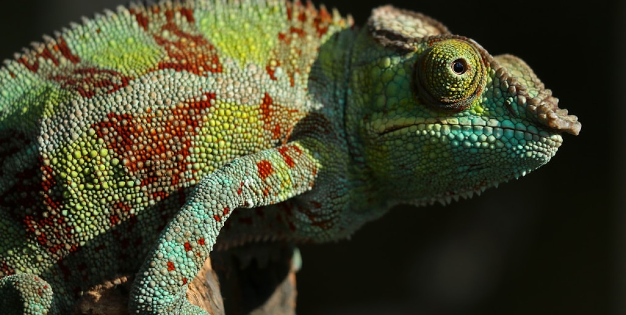 Źródło: unsplash.com Licencja: https://unsplash.com/license