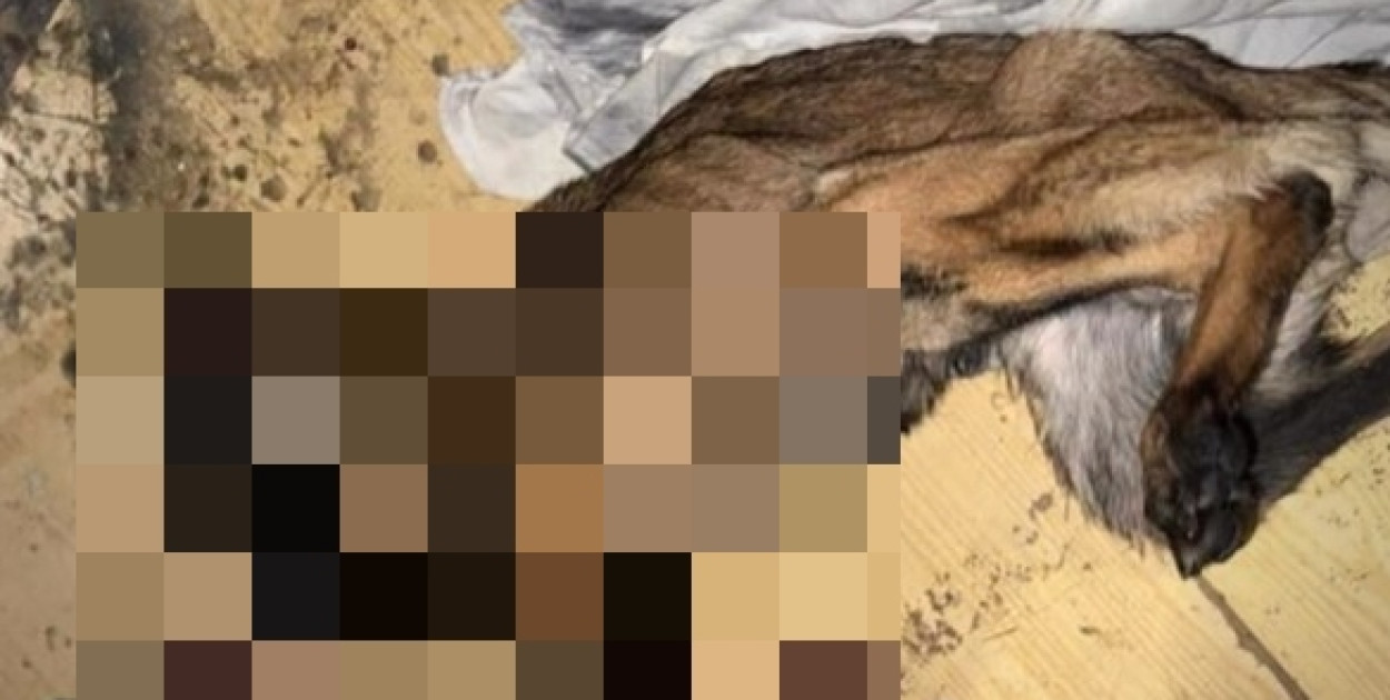 Zagłodzony pies (Mat. prasowy)