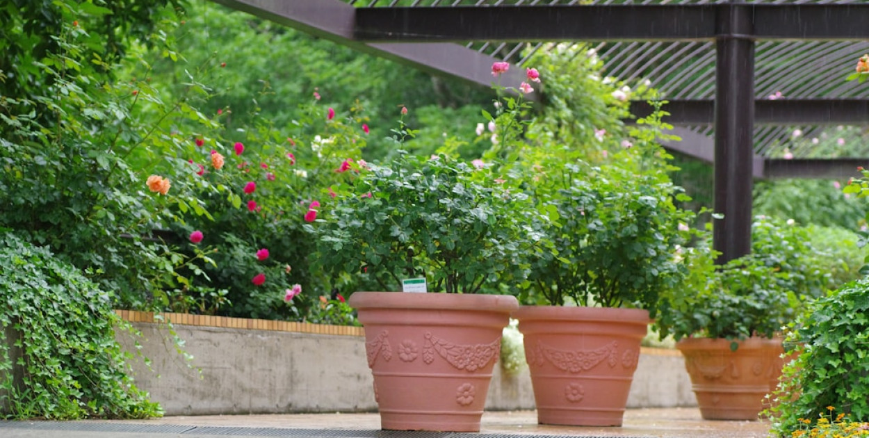 Porady ogrodnicze online