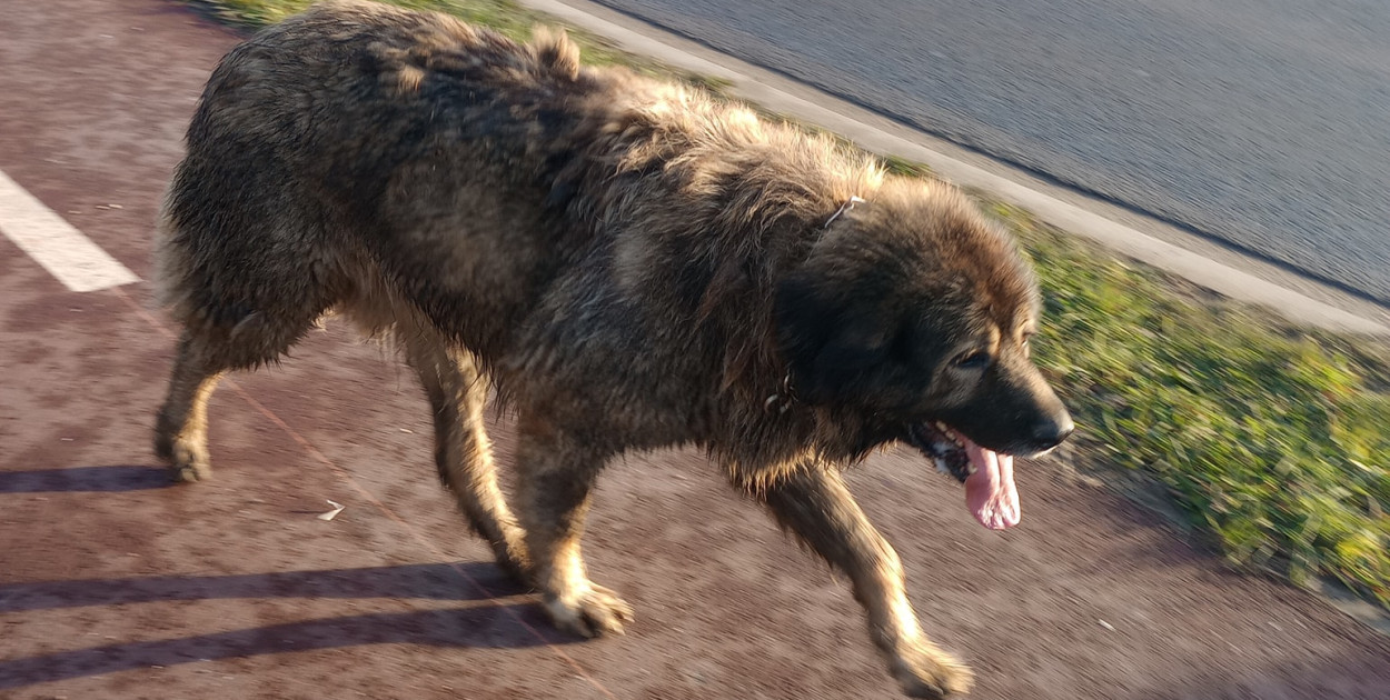 Dwa duże psy siały grozę w Legnicy (źródło: Fb.)