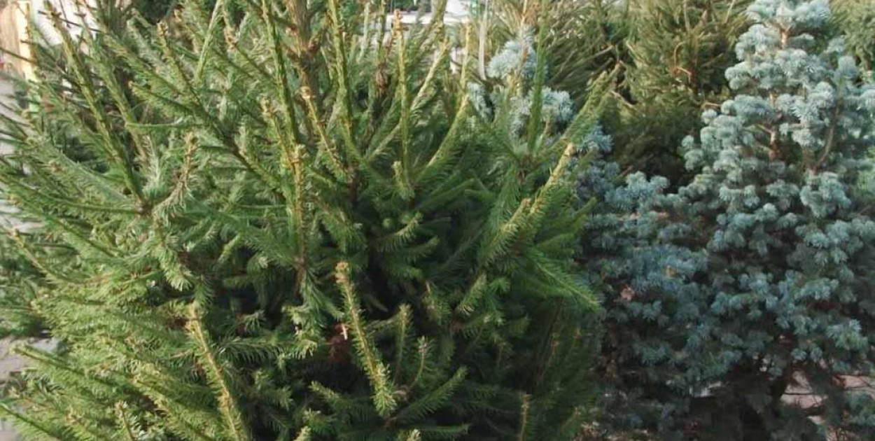 Choinki (arch. lca.pl)