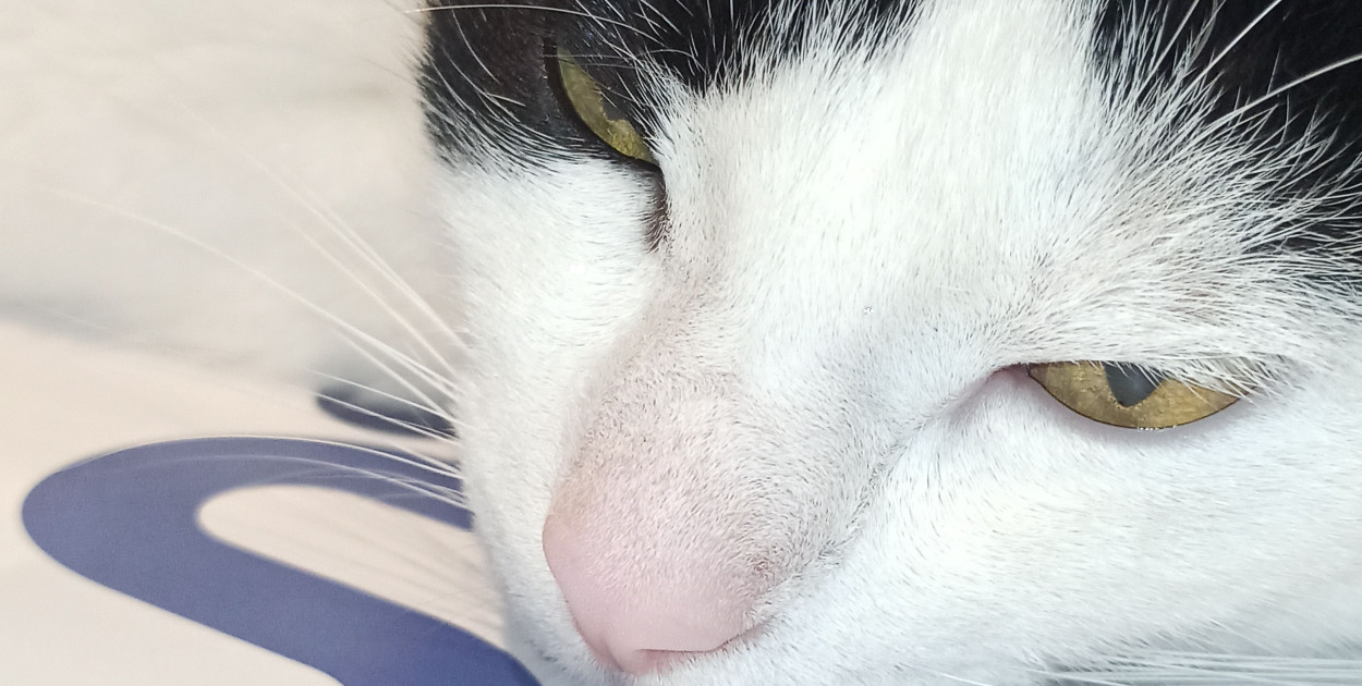 Pacjentów szpitala odwiedzą niezwykli goście (mat. prasowe)