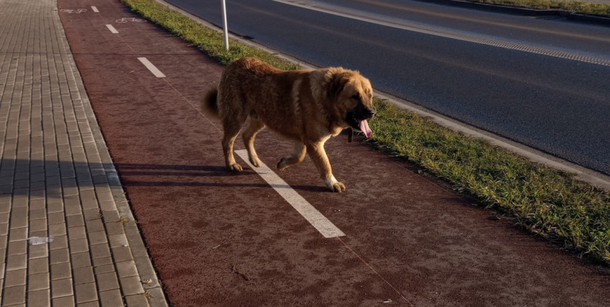 Dwa duże psy siały grozę w Legnicy (źródło: Fb.)