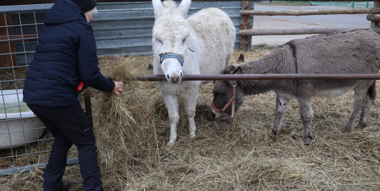 Żywa szopka w Grzymalinie (Wojciech Obremski)