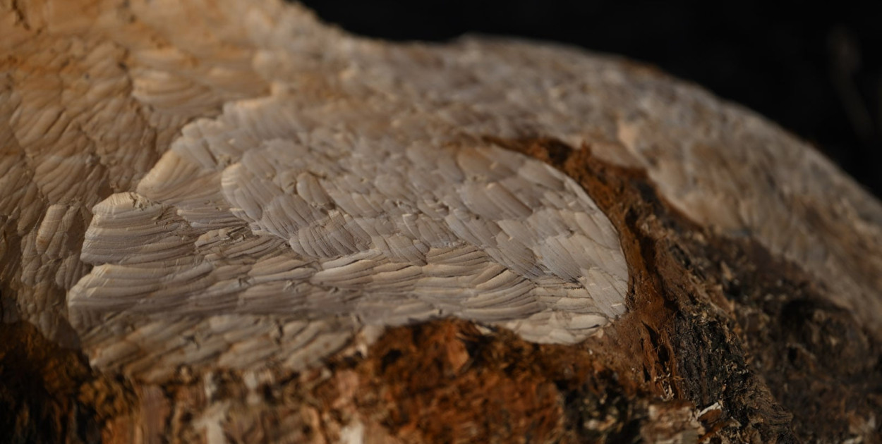 Bobry znów niszczą drzewa nad Kaczawą (Piotr Florek lca.pl)