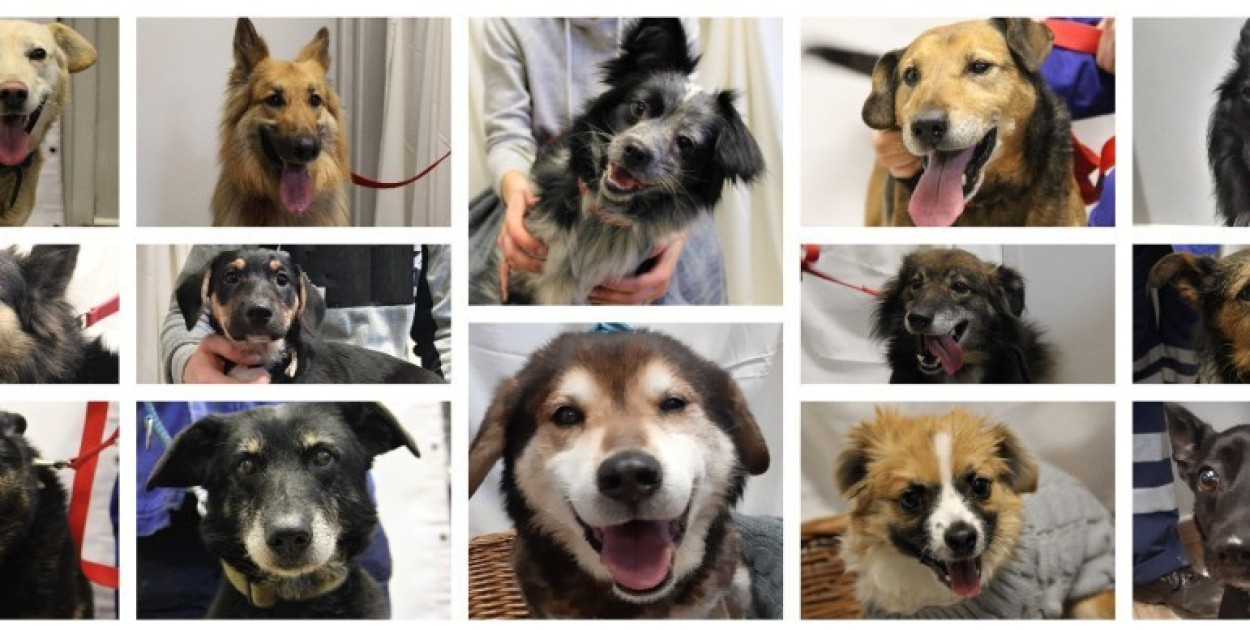 LPGK dalej poprowadzi schronisko przy Ceglanej