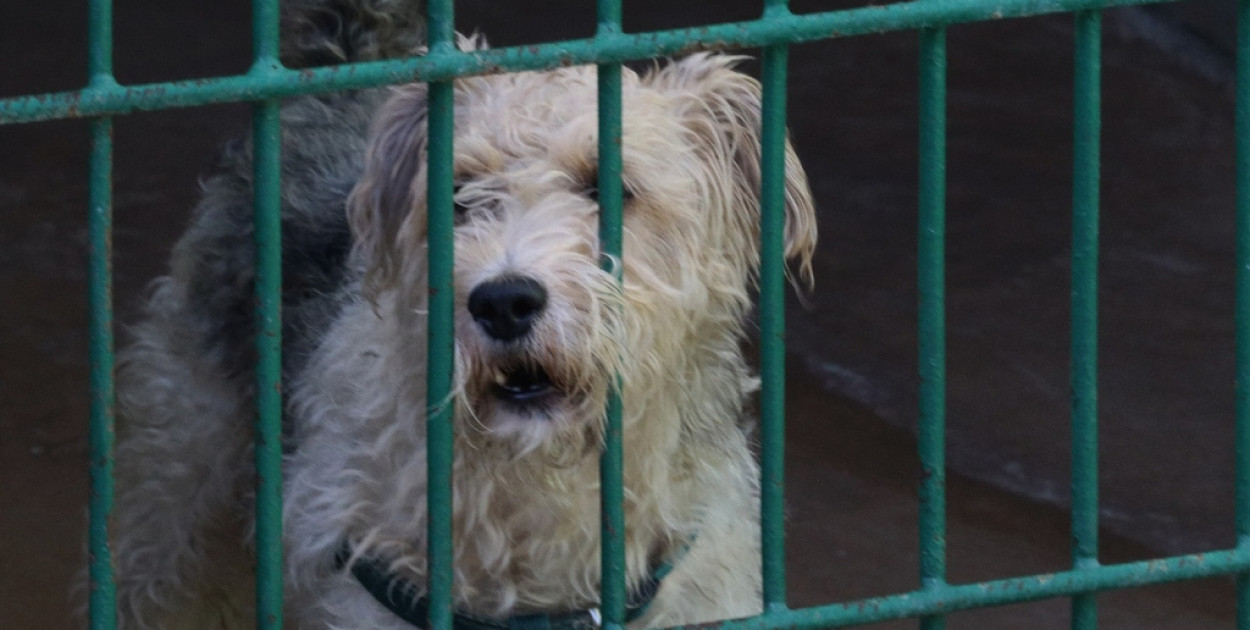 „Walentynki z Bezdomniakiem”. Psiaki i kociaki czekają