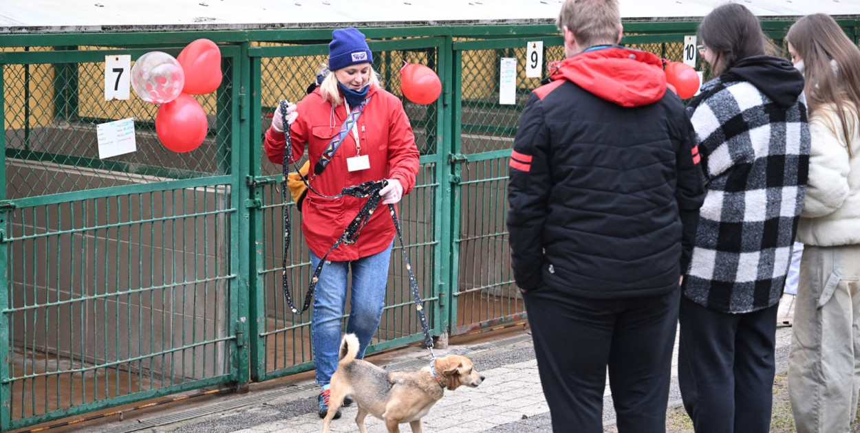 „Walentynki z Bezdomniakiem”. Dziś miłość miała cztery łapy