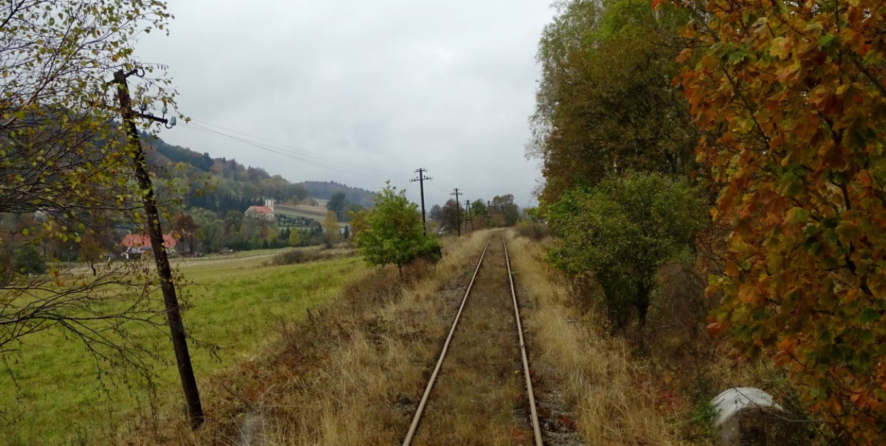 Firma z Milicza wytnie drzewa między Nowym Kościołem a Wojcieszowem