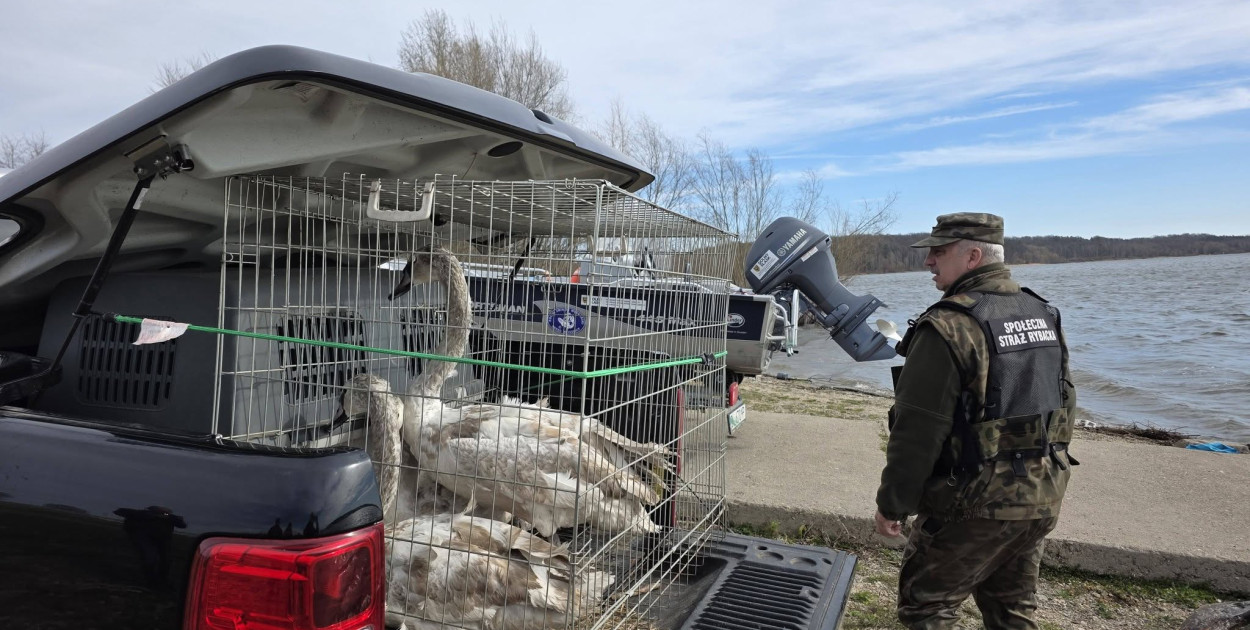 Piękny finał akcji. Cztery łabędzie po leczeniu wolne