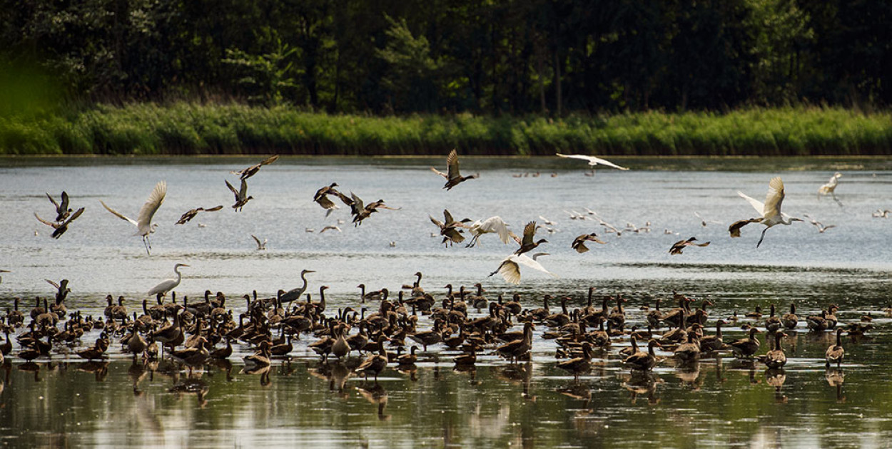 Koniec ograniczeń po ptasiej grypie. Jest decyzja wojewody