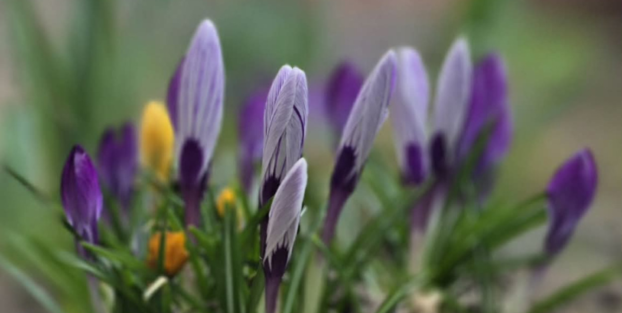 „A wiosna przyszła pieszo”. Dziś jej pierwszy dzień