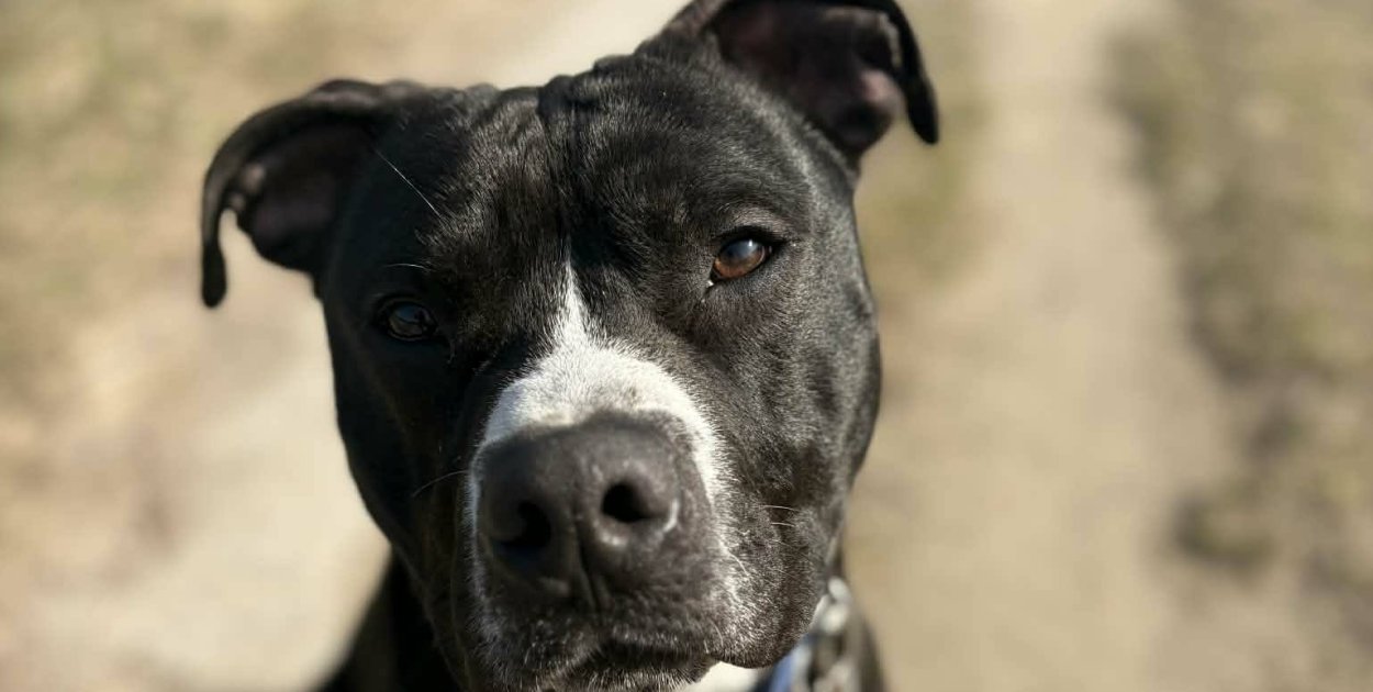 Nie rozumie, dlaczego został sam. Łobuz czeka na swój nowy dom